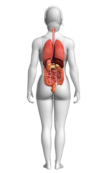Arte del sistema digestivo femenino —  Fotos de Stock