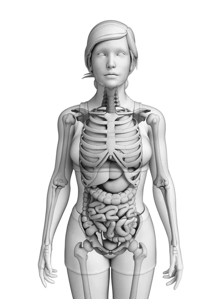 Apparato digerente di anatomia femminile — Foto Stock