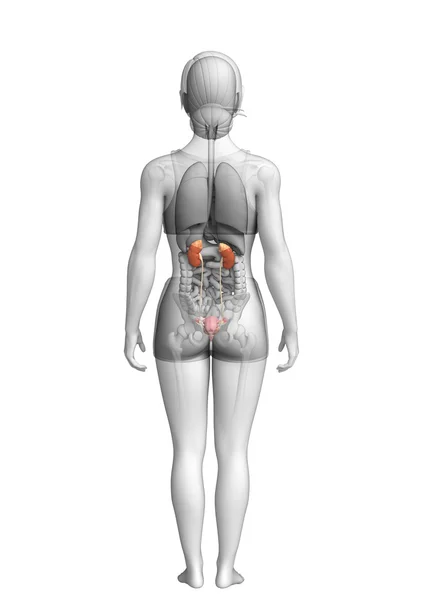 Vrouwelijke urine-systeem — Stockfoto