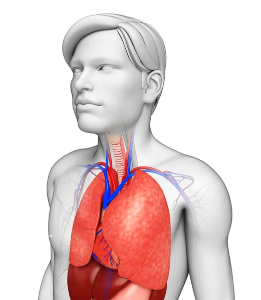 Anatomie van de mannelijke longen — Stockfoto