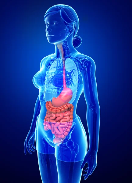 Tunntarmen anatomi av kvinna — Stockfoto