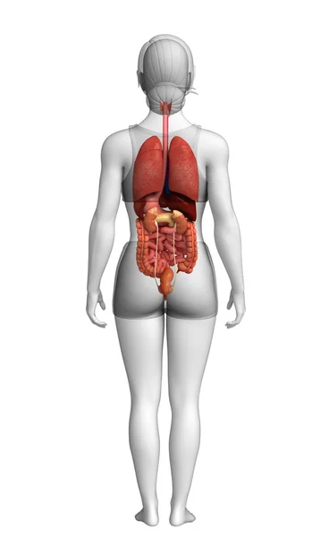 Arte do sistema digestivo feminino — Fotografia de Stock