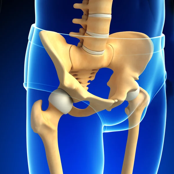 Pelvic girdle artwork — Stock Photo, Image