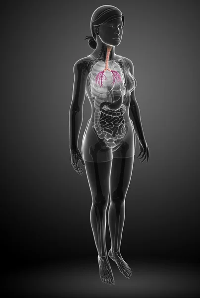 Anatomie ženského krku — Stock fotografie