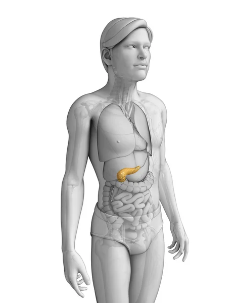 Male pancreas anatomy — Stock Photo, Image