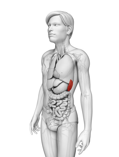 Анатомия мужской селезенки
