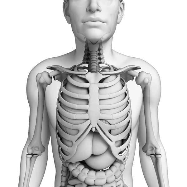 Spijsverteringsstelsel van de mannelijke anatomie — Stockfoto