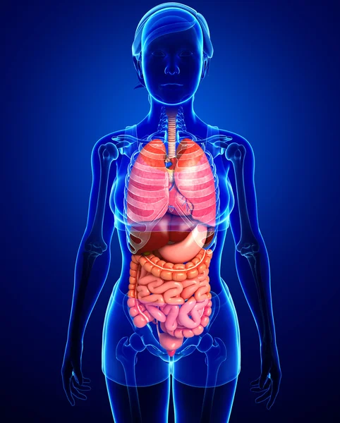 Digestive system of female body — Stock Photo, Image