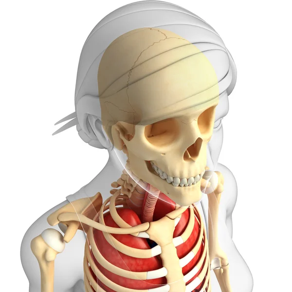 Insan baş anatomisi — Stok fotoğraf