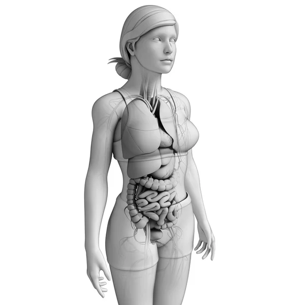 女性の消化器系のアートワーク — 图库照片