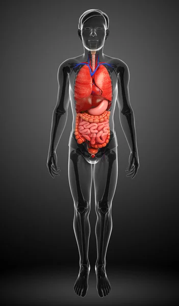 Пищеварительная система мужского организма — стоковое фото