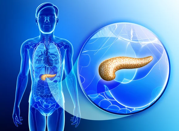 Anatomia del pancreas maschile — Foto Stock