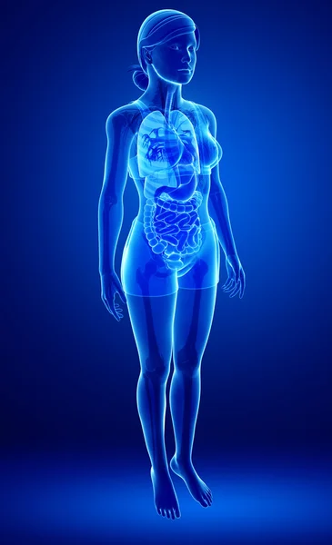 Xray trávicí systém ženského těla — Stock fotografie
