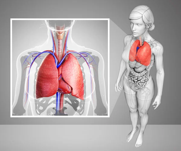 Anatomia człowieka płuc — Zdjęcie stockowe