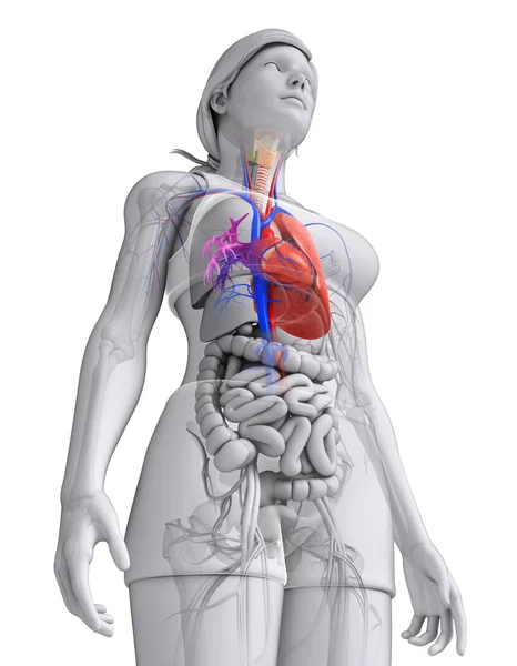 Kadın kalp anatomisi — Stok fotoğraf