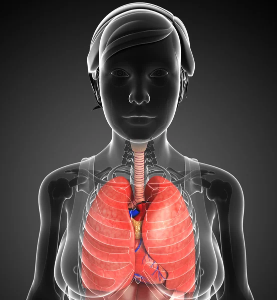 Female respiratory system — Stock Photo, Image