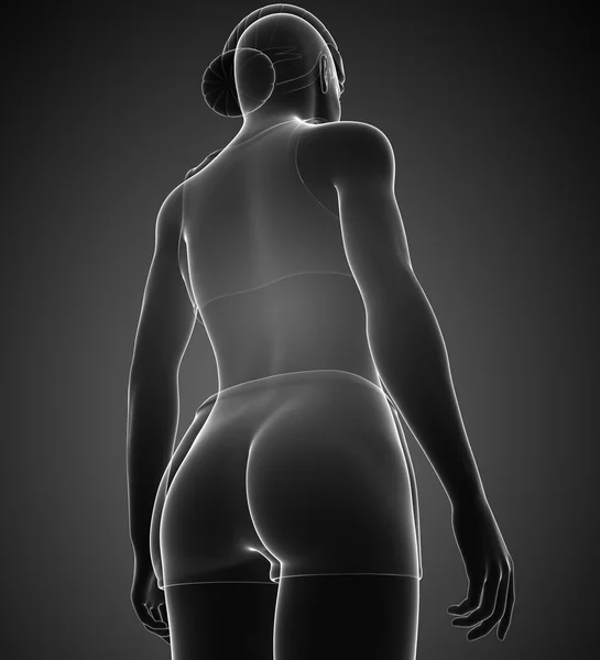 Női test grafika — Stock Fotó