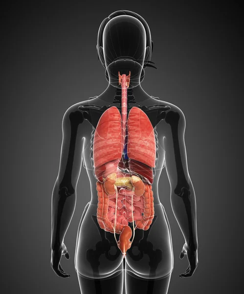 Female digestive system artwork — Stock Photo, Image