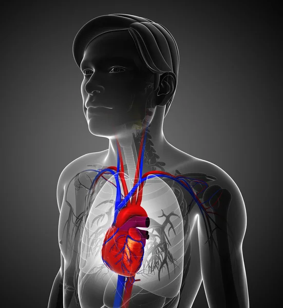 Anatomie mužského srdce — Stock fotografie