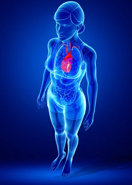 女性心脏解剖 — 图库照片