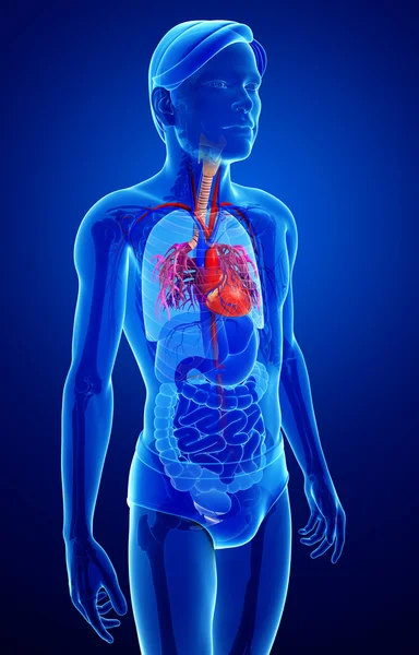 Mannelijke hart anatomie — Stockfoto