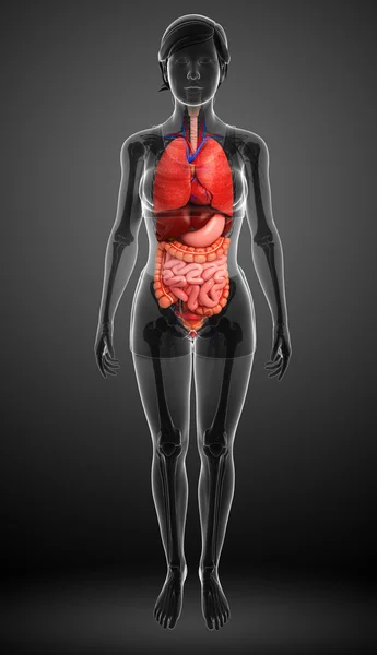 Female digestive system artwork — Stock Photo, Image