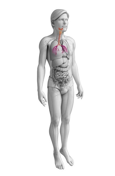 Manliga halsen anatomi — Stockfoto