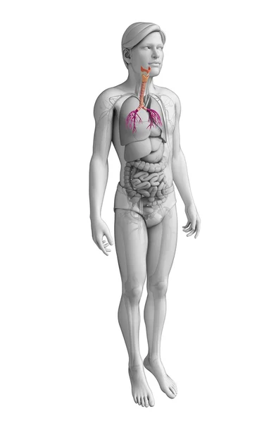 Male throat anatomy — Stock Photo, Image