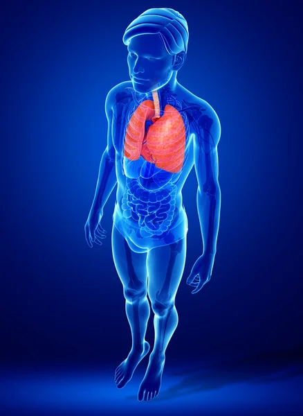 Human lungs anatomy — Stock Photo, Image