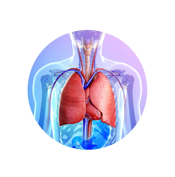 Pulmones masculinos anatomía — Foto de Stock