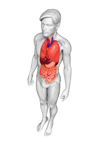 Digestive system of male body — Stock Photo, Image