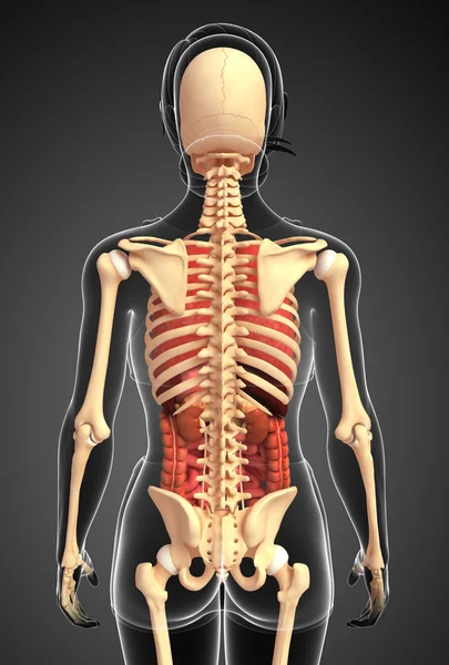 Female skeleton and digestive system — Stock Photo, Image