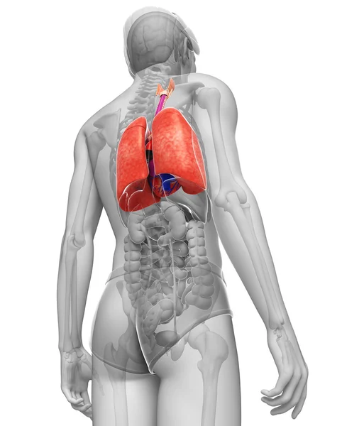 Anatomie mužských plic — Stock fotografie