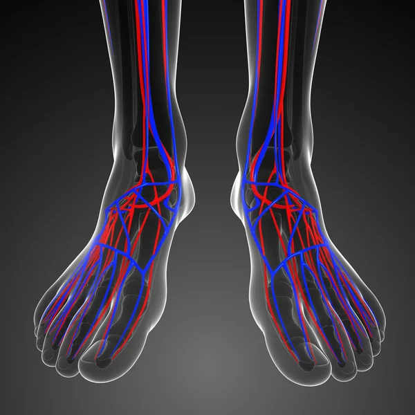 Sistema circulatório dos pés — Fotografia de Stock