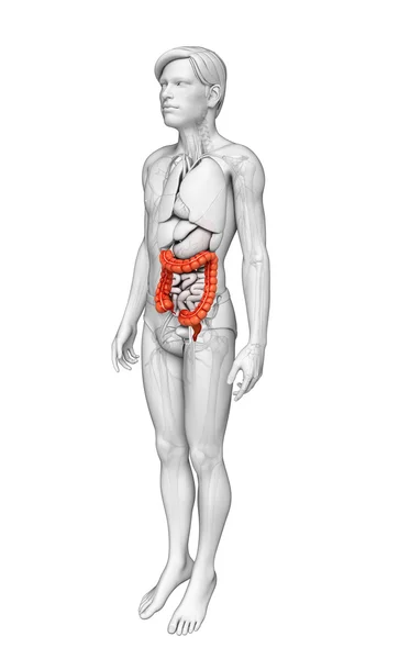 Anatomia mężczyzna jelita grubego — Zdjęcie stockowe