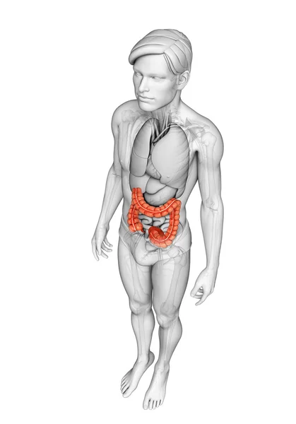 Anatomie mužského tlustého střeva — Stock fotografie