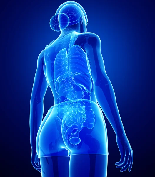 X 射线消化系统的女性的身体 — 图库照片