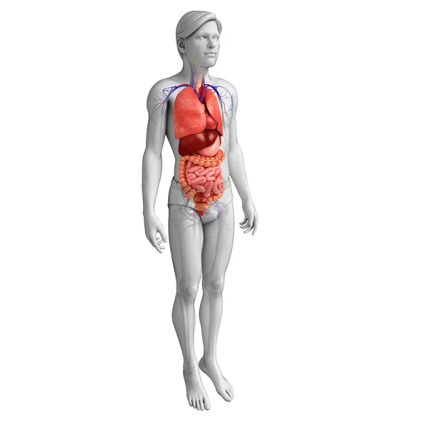 Digestive system of male body — Stock Photo, Image