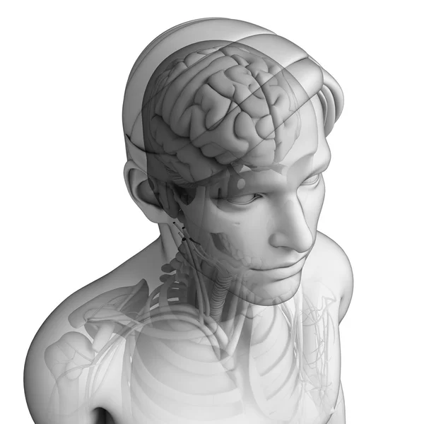 Anatomie des menschlichen Kopfes — Stockfoto