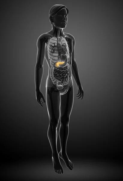 Anatomie der männlichen Bauchspeicheldrüse — Stockfoto