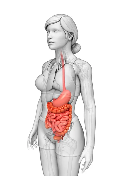 erkek anatomisi ince bağırsak