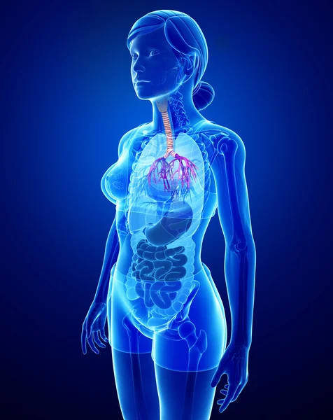 Анатомия горла женщины — стоковое фото