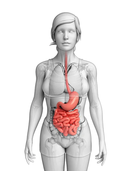 Anatomia do intestino delgado da fêmea — Fotografia de Stock
