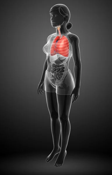 Anatomie člověka plíce — Stock fotografie