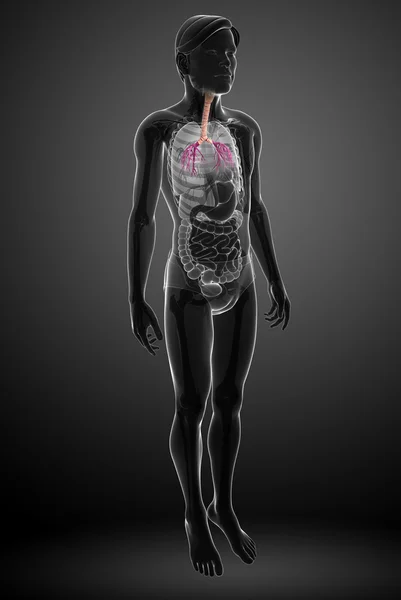 Anatomie der männlichen Kehle — Stockfoto