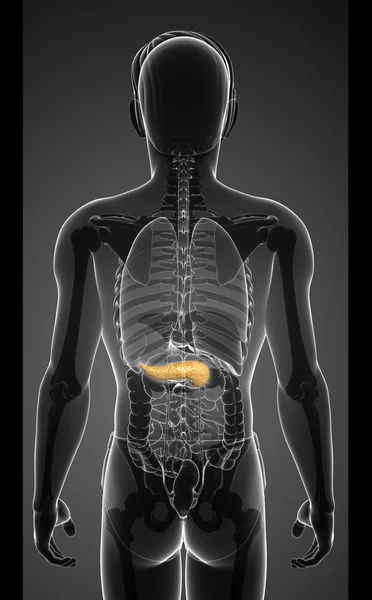 Anatomía del páncreas masculino — Foto de Stock