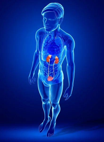 Male urinary system — Stock Photo, Image