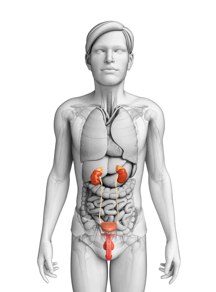 Męski układ moczowy — Zdjęcie stockowe