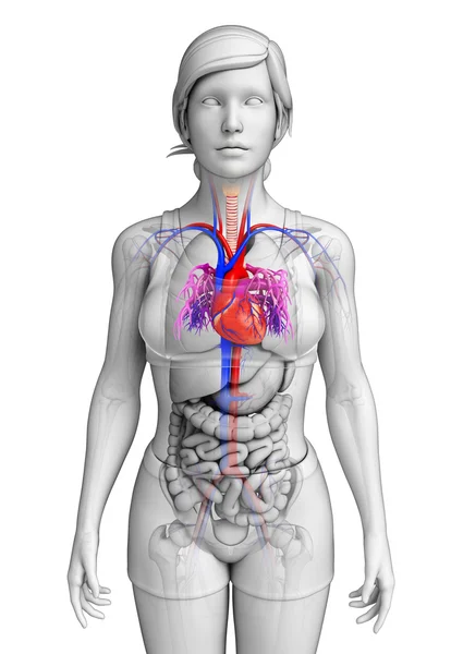 女性心脏解剖 — 图库照片