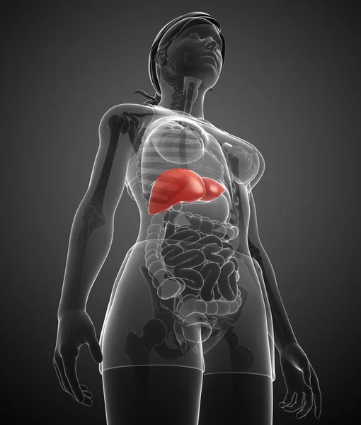 Anatomia epatica femminile — Foto Stock